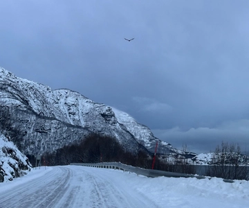 Narvik/Harstad:Day tour of Fjords with stop at Reindeer farm