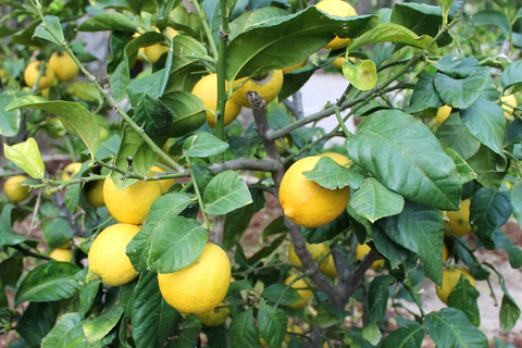 Z Alicante: Wycieczka do Narodowego Ogrodu Botanicznego