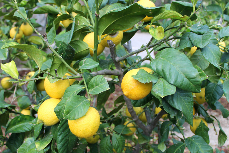 Z Alicante: Wycieczka do Narodowego Ogrodu Botanicznego