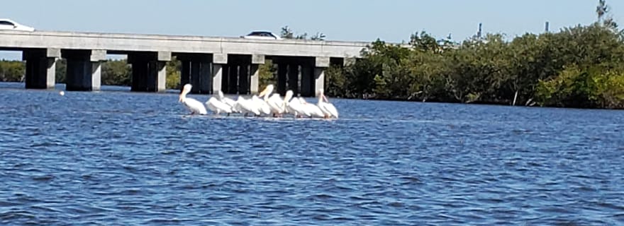 Daytona/New Smyrna Beach : Des excursions inoubliables en kayak à la rencontre de la faune et de la flore