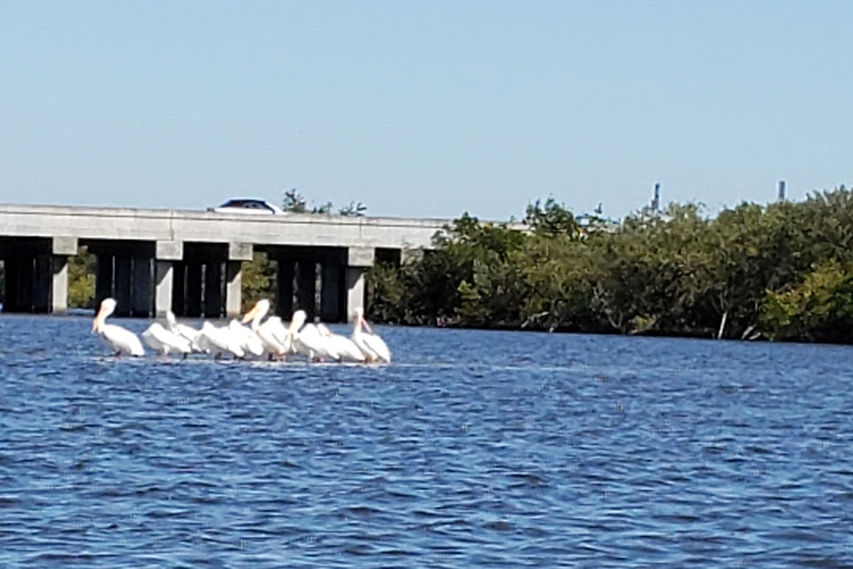 Daytona/New Smyrna Beach: Unforgettable Kayak Wildlife tours