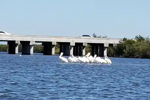 Daytona/Nova Smyrna Beach: Passeios inesquecíveis de caiaque pela vida selvagem