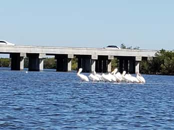 Daytona/New Smyrna Beach : Des excursions inoubliables en kayak à la rencontre de la faune et de la flore