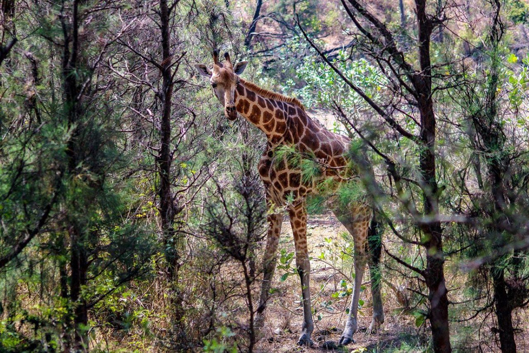 Demi-journée au parc national de Nairobi avec prise en charge gratuite