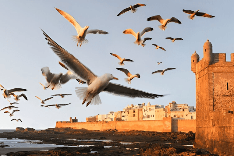 Small-Group Day Trip from Marrakech to Essaouira Mogador Shared From Marrakech To Essaouira Mogador Full-Day Trip