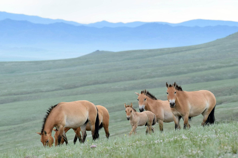 Hustai National Park Day Tour Autumn: Standard Departure