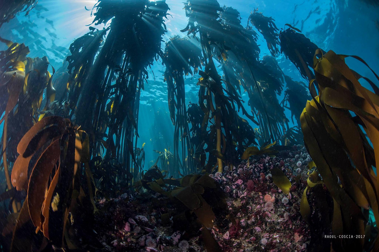 Cidade do Cabo; Mergulho com SCUBA na Kelp Forest