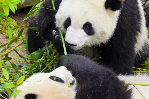 Chengdu: Giant Panda Breeding Research Base Ticket Chengdu: Giant Panda Base Entry Ticket