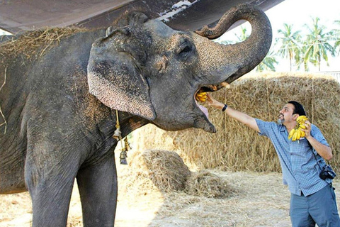 Au départ de Delhi : excursion à Mathura d'une journée avec protection des éléphants