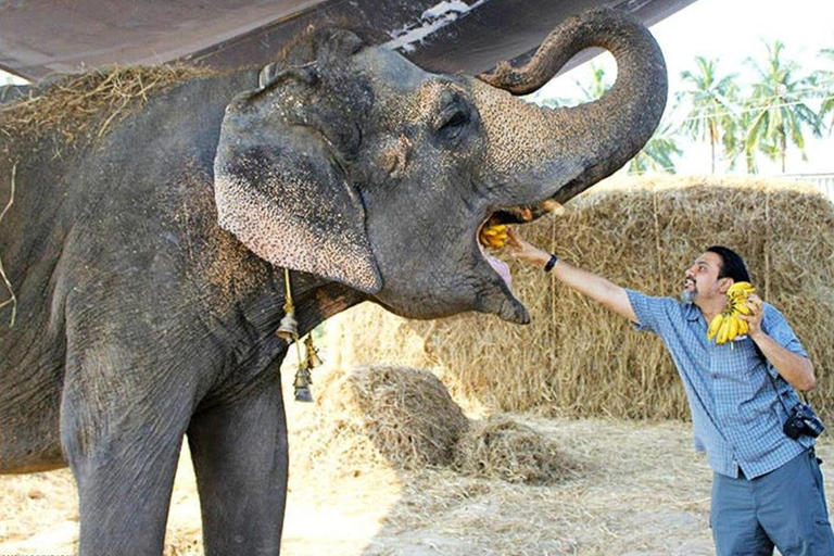 Au départ de Delhi : excursion à Mathura d'une journée avec protection des éléphants