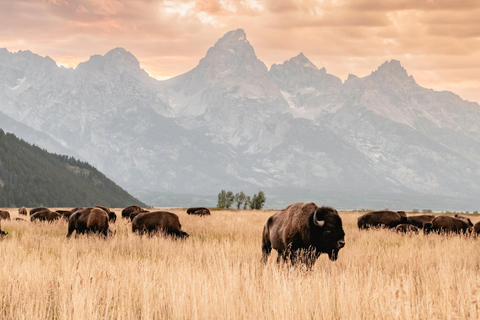 Jackson: Grand Teton Private Wildlife Safari & Sunset Dinner