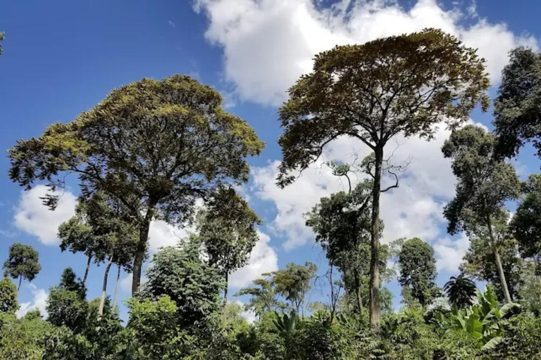 Addis Ababa: Coffee from Bean to Cup Experience