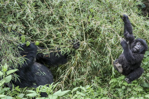 5 Days for Gorillas, Chimps, Monkeys and the big 5 in Rwanda