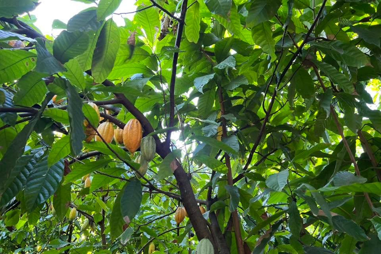 Puerto Plata: Countryside Tour with Butterfly Farm Visit