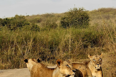 Nairobi: passeio de meio dia no Parque NacionalNairobi: tour privado de meio dia no Parque Nacional