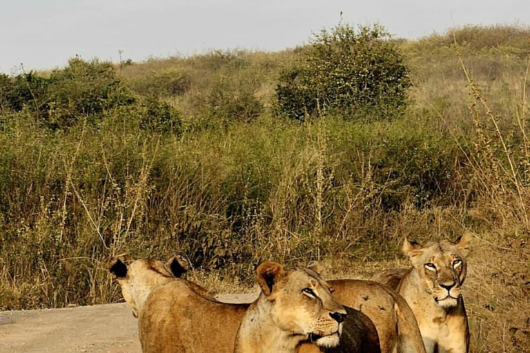 Nairobi: passeio de meio dia no Parque NacionalNairobi: tour privado de meio dia no Parque Nacional