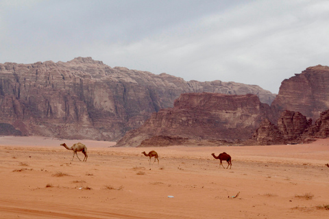 Wadi Rum: 2 noites/3 dias de caminhada no deserto, acampamento e refeições