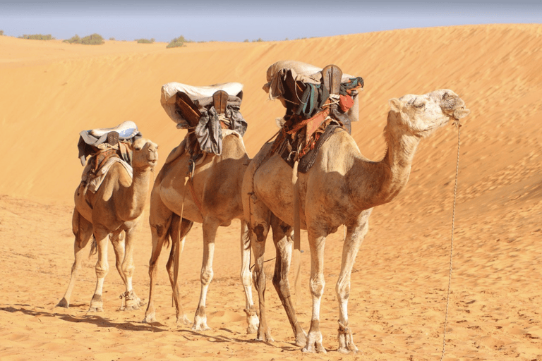 Von Dakar: 2-tägige Tour in die Lompoul-Wüste mit KamelrittVon Dakar: 2-tägige Tour in die Wüste Lompoul mit Kamelritt