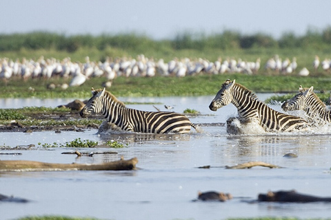 4 Tage Tansania Mid-Range Lodge Safari