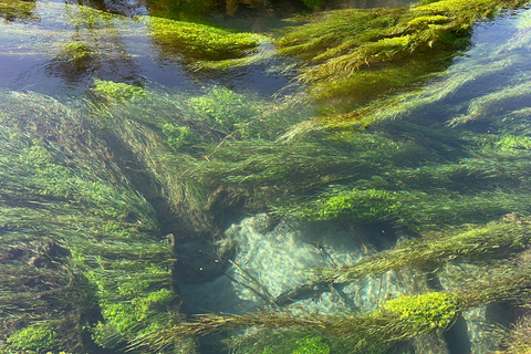 EXCLUSIVE Blue Spring experience half day tour from Auckland