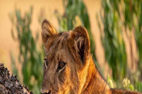 The Top Best 3 Days Group Budget Safari from Moshi, Tanzania Our Top-Best 3-day Tanzania Joining Group Safari