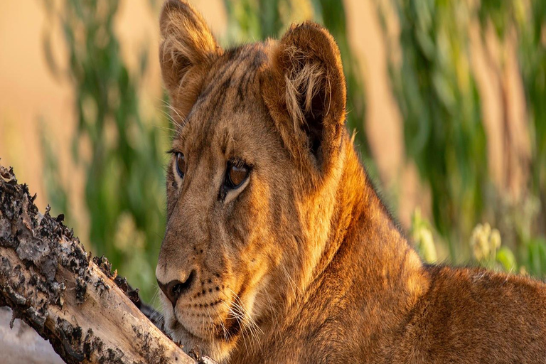 The Top Best 3 Days Group Budget Safari from Moshi, Tanzania Our Top-Best 3-day Tanzania Joining Group Safari