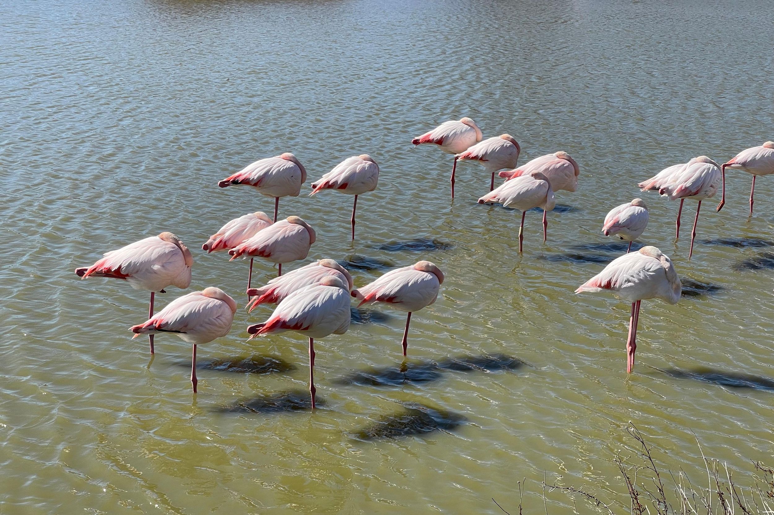 Besuche die Camargue und den Leuchtturm Espiguette von Montpellier aus