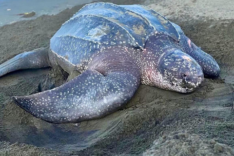 Giant Sea Turtle Conservation Tour in Bocas del Toro