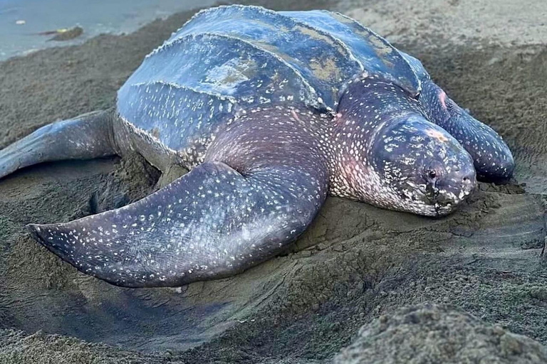 Giant Sea Turtle Conservation Tour in Bocas del Toro
