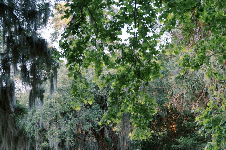 Charleston : Visite guidée de la plantation et des jardins de Magnolia