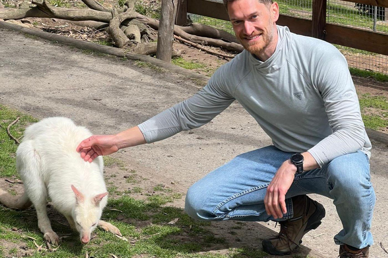 De Adelaide: Acaricie um coala e faça um passeio histórico por Hahndorf