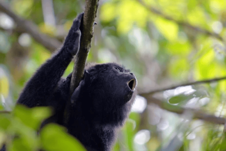 San Cristóbal: 5 días de aventura en la selvaCabaña con baño compartido fuera de la selva