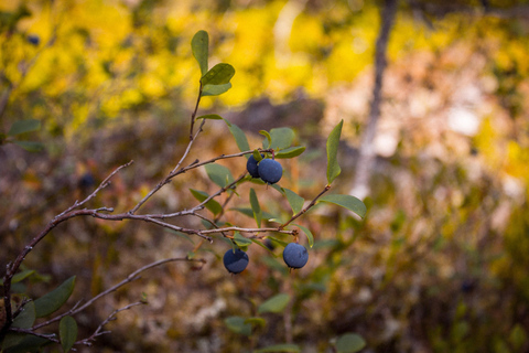 Rovaniemi forest foraging adventure: Pick, Prepare, Savor