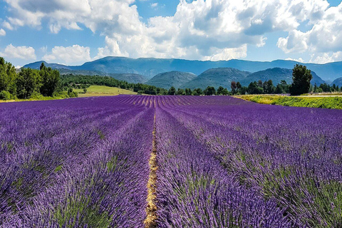 Day Trip: Lavender Fields & Gorges du Verdon LICENSED GUIDE + MERCEDES V