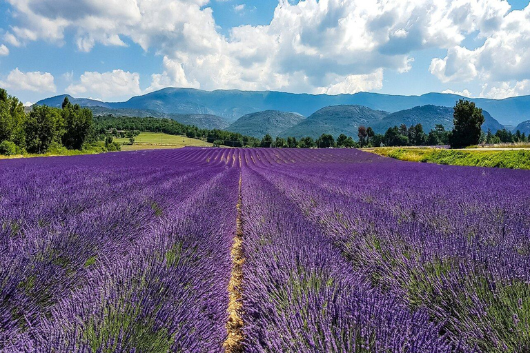 Day Trip: Lavender Fields & Gorges du Verdon LICENSED GUIDE + MERCEDES V