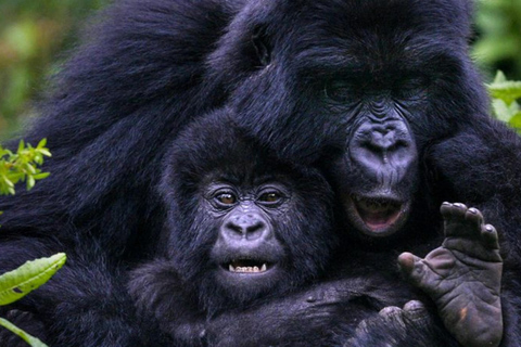 Gorilla trektocht dagtocht met lunch