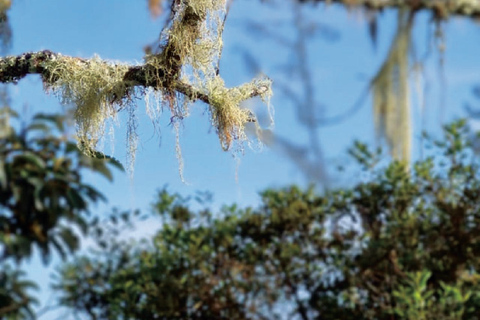 Minca: Cerro Kennedy and La Victoria Coffee Farm Tour