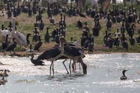 From Kampala: 4-Day Queen Elizabeth & Lake Mburo Safari Tour