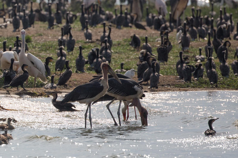 From Kampala: 4-Day Queen Elizabeth & Lake Mburo Safari Tour