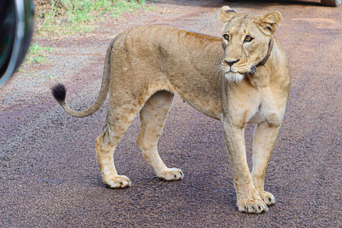 Rondleiding Nationaal Park Nairobi, halve dag