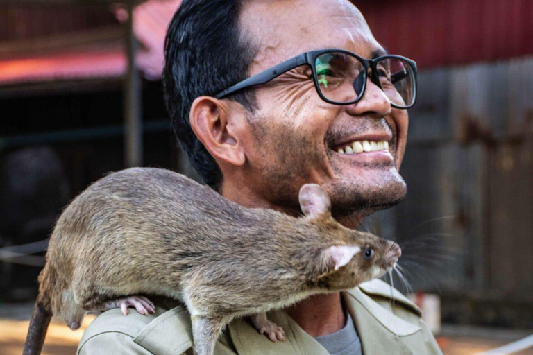 Siem Reap Social Tours: Apopo Hero Rats & Lotus Silk Farm Siem Reap : APOPO les rats héros & Ferme de Lotus