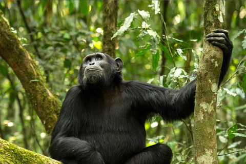 KIGOMA: Chimpanzees trekking Day Trip in Gombe national park Private Chimpanzee Trekking with Hotel Transfer and Lunch