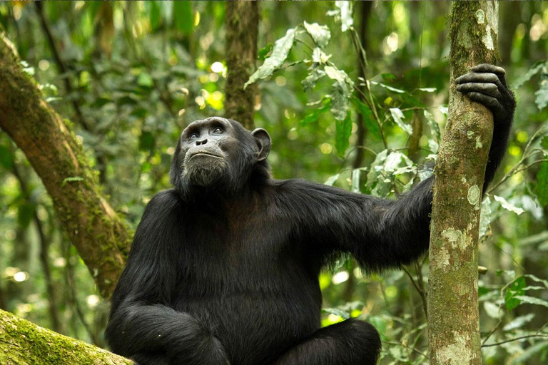 KIGOMA: Chimpanzees trekking Day Trip in Gombe national park Private Chimpanzee Trekking with Hotel Transfer and Lunch
