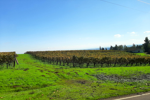 Tour de vinhos em Willamette Valley: Uma viagem para os sentidos