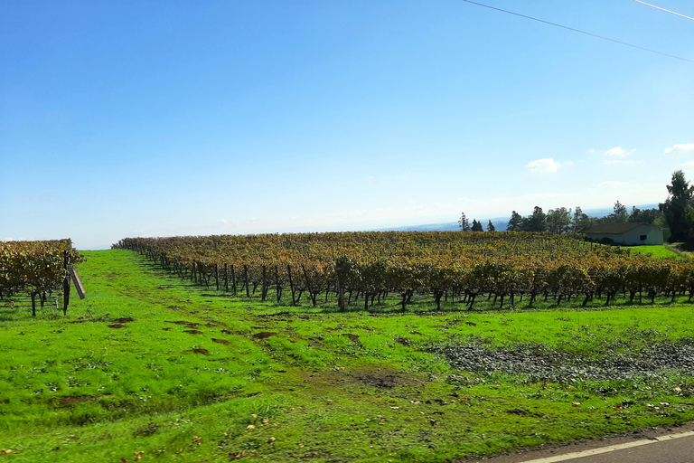 Willamette Valley Wine Tour: Podróż dla zmysłów