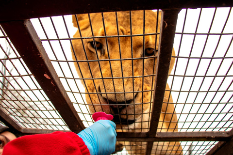 Depuis Santiago : Safari Park, une expérience sauvagePoint de rencontre : Encomenderos 260, Las Condes