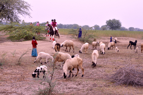 Jaipur Horse Riding Adventure