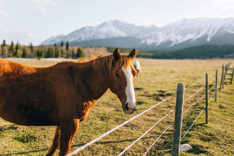 Stepantsminda: Horse Riding Tour with Lunch and Photoshoot