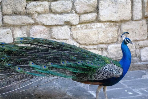 Rhodes: Butterfly Valley and Filerimos Hill Bus Trip