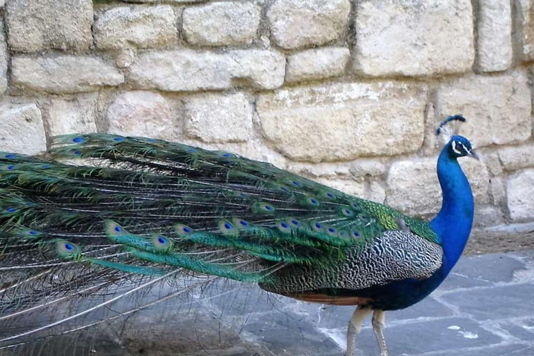 Rhodes: Butterfly Valley and Filerimos Hill Bus Trip